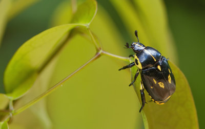 Rutela lineola