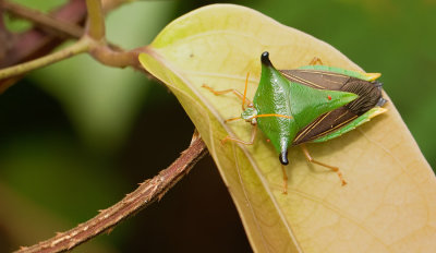 Edessa cf. costalis