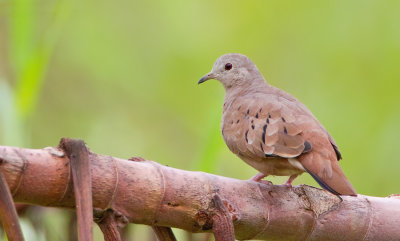 Ruddy Ground-Dove / Steenduif