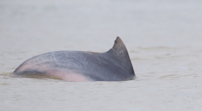 Guiana dolphin / Sotalia guianensis