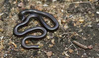 Guyana blind snake / Epictia tenella