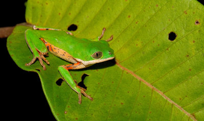 Northern Orange-legged Leaf Frog / Zuid-Amerikaanse makikikker
