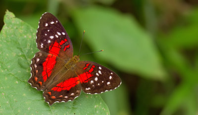 Red Peacock Butterfly / Anartia amathea