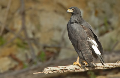 Great Black-Hawk / Zwarte arendbuizerd