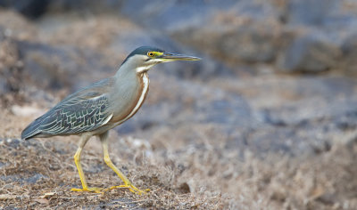 Striated heron / Mangrove reiger