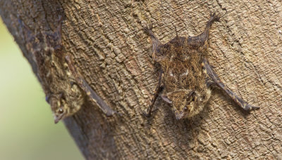 Proboscis bat / Langneusvleermuis