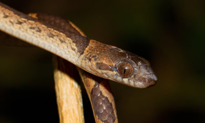 Banded Cat-eyed Snake / Leptodeira annulata