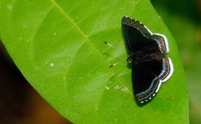 Cleonus Metalmark / Detritivora cleonus