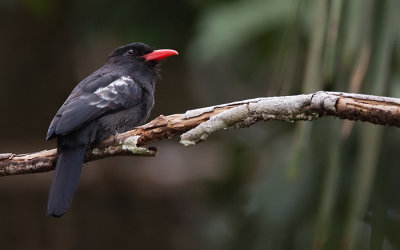 Black nunbird / Zwarte trappist