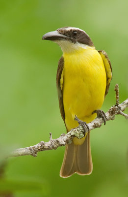 Boat-billed flycatcher / Bootsnaveltiran