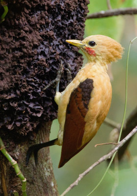 Cream-colored woodpecker / Strogele specht