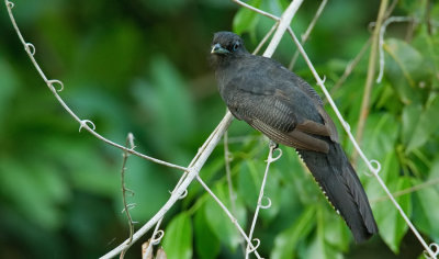 Guianan Trogon / Guyanatrogon