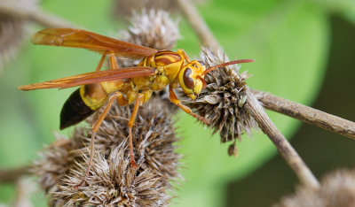 Polistes cf. testaceicolor