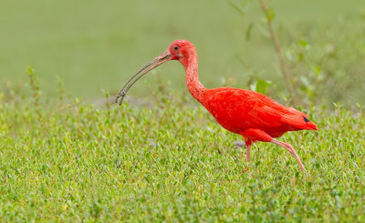 Scarlet ibis / Rode ibis