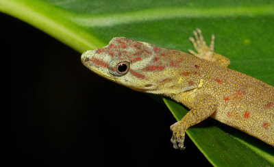 Trinidad gecko / Gonatodes humeralis