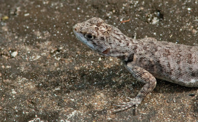 Amazon lava lizard / Tropidurus torquatus