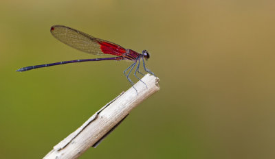 Hetaerina sanguinea  / Grote kreekjuffer