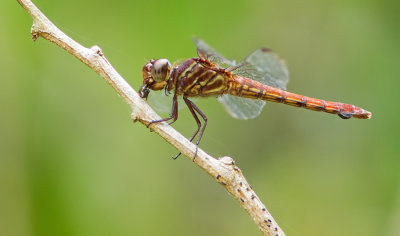 Orthemis discolor /  Purperschuimer