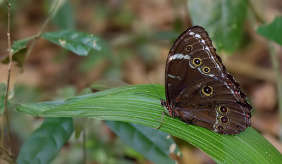Morpho helenor