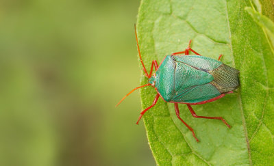 Edessa rufomarginata