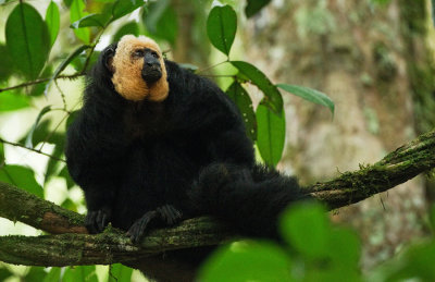 White-faced saki  / Witgezichtsaki