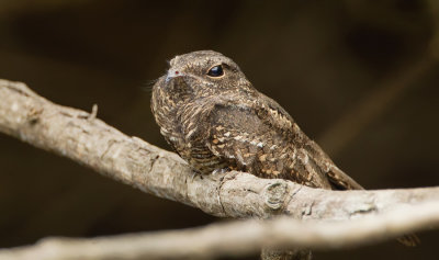 Ladder-tailed nightjar / Trapstaartnachtzwaluw