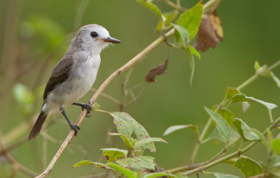 White-headed marsh tyrant / Witkopwatertiran