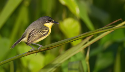 Common tody-flycatcher / Geelbuikschoffelsnavel