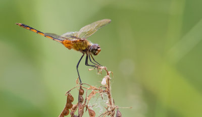 Brachymesia herbida / Bruinvleugeltrenswachter