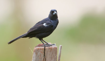 White-lined Tanager / Zwarte tangare