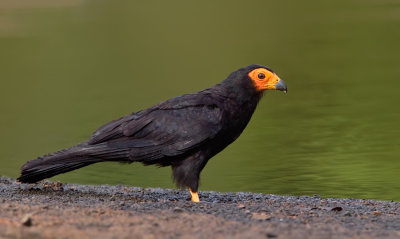 Black Caracara / Zwarte caracara