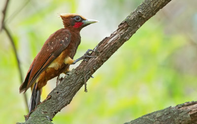 Chestnut woodpecker / Vaalkuifspecht