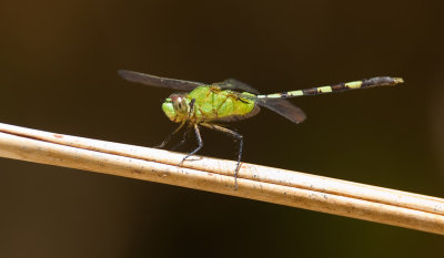 Great Pondhawk / Erythemis vesiculosa