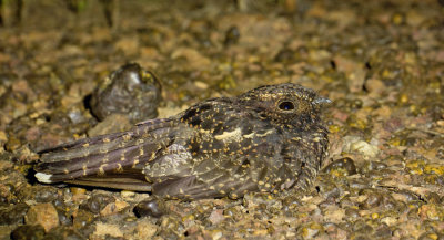 Blackish Nightjar / Roetnachtzwaluw