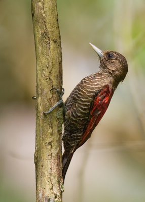 Blood-colored Woodpecker / Bloedrugspecht