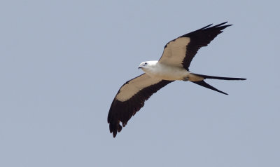 Swallow-tailed kite / Zwaluwstaartwouw
