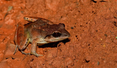 Leptodactylus mystaceus