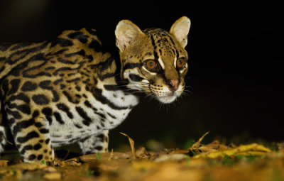 Ocelot 