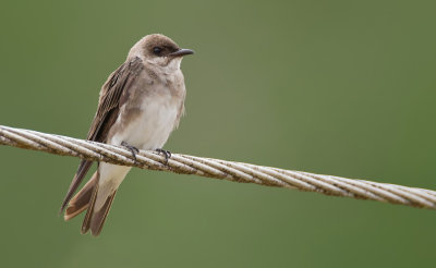 Brown-chested martin / Bruinborstpurperzwaluw