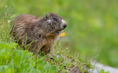 Alpine marmot / Alpen marmot