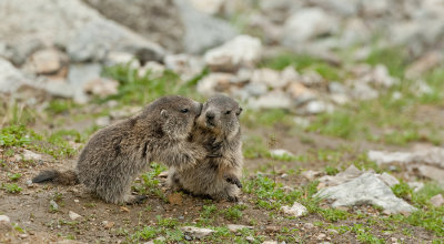 Alpine marmot / Alpen marmot
