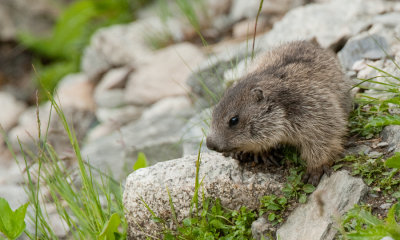 Alpine marmot / Alpen marmot