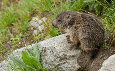 Alpine marmot / Alpen marmot
