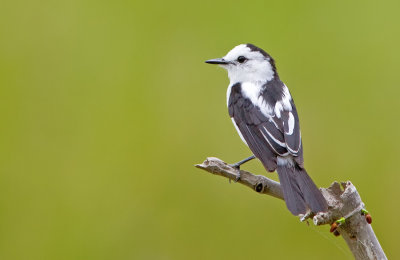 Pied Water-Tyrant / Bonte watertiran