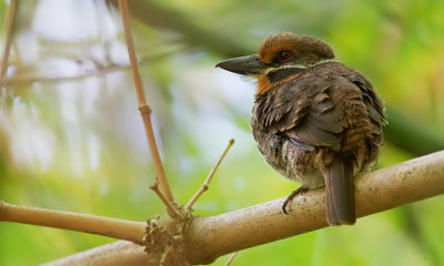 Spotted Puffbird / Gevlekte baardkoekoek