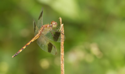 Band-winged Dragonlet / Erythrodiplax umbrata