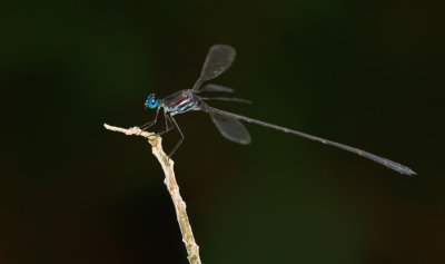 Oxystigma cyanofrons / Blauwsnuitregenjuffer	