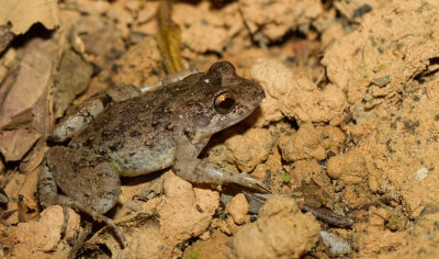 Garman's thin-toed frog / Leptodactylus validus