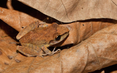 Pristimantis zeuctotylus