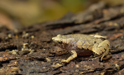 Bolivian bleating frog / Hamptophryne boliviana
